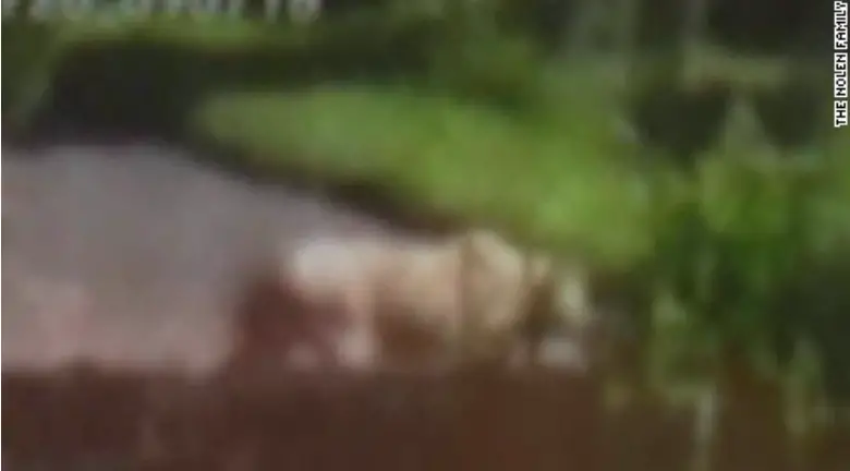 Video Shows A Giant Lion WHERE?