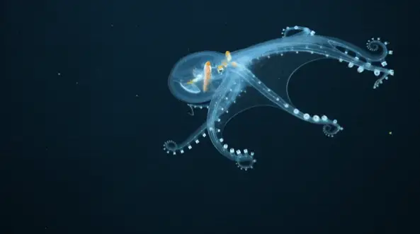 Insane Rare Animal Found In The Ocean