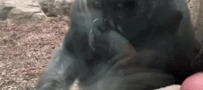 Woman Shows Her Baby At The Zoo, Then THIS Happens