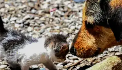 Dog's Incredible Save Is Heart-melting