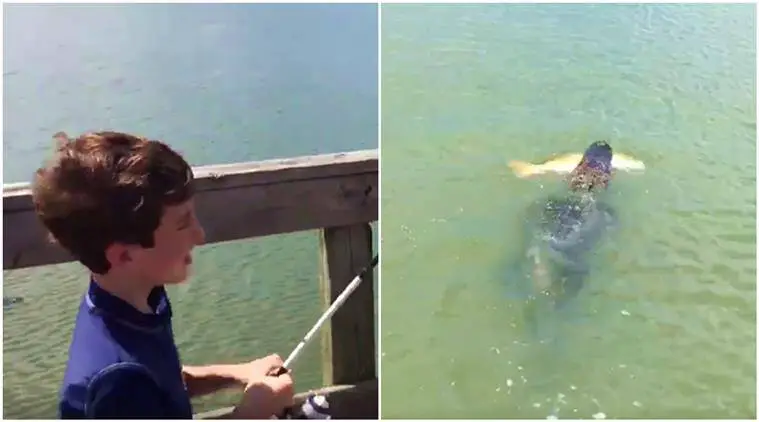 Child - Alligator Tussle Over Fish
