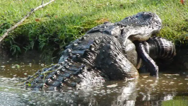 Dinosaur Alligator Caught on Video