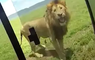 Safari Tourist Gets Instant Karma
