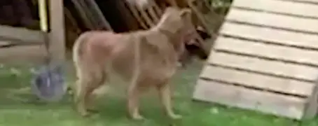 Family Dog Gets Chased By WHAT?