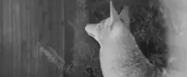 This Door Camera Captures Something Incredible