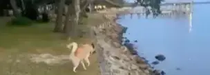 Dog STUNS Owner After He Does This