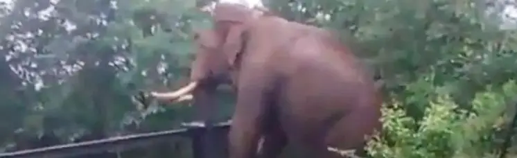 Hilarious Video Shows Elephant Doing THIS