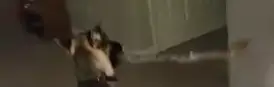 Dog Caught Doing This In Hilarious Video