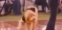 Family Dog Crashes Wedding In The Best Way