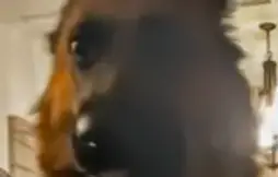 Adorable Dog Reacts To His Favorite Movie