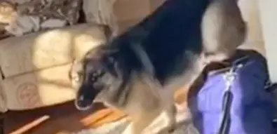 Dog Goes Viral After Hilarious Reaction