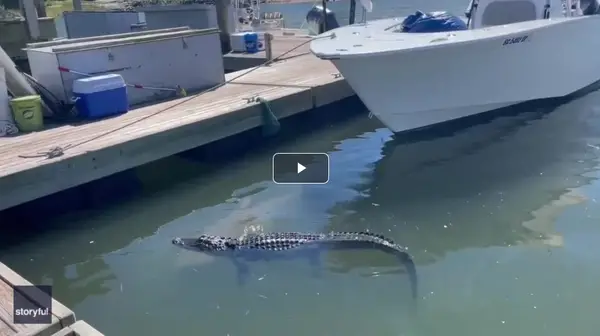 A Shark And Alligator Meet In South Carolina