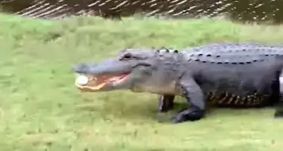 Golfers Shocked After This Happens