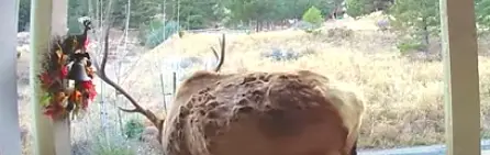 Homeowners Get A Surprise Visitor