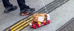 Pet Owner Goes Viral After Doing This