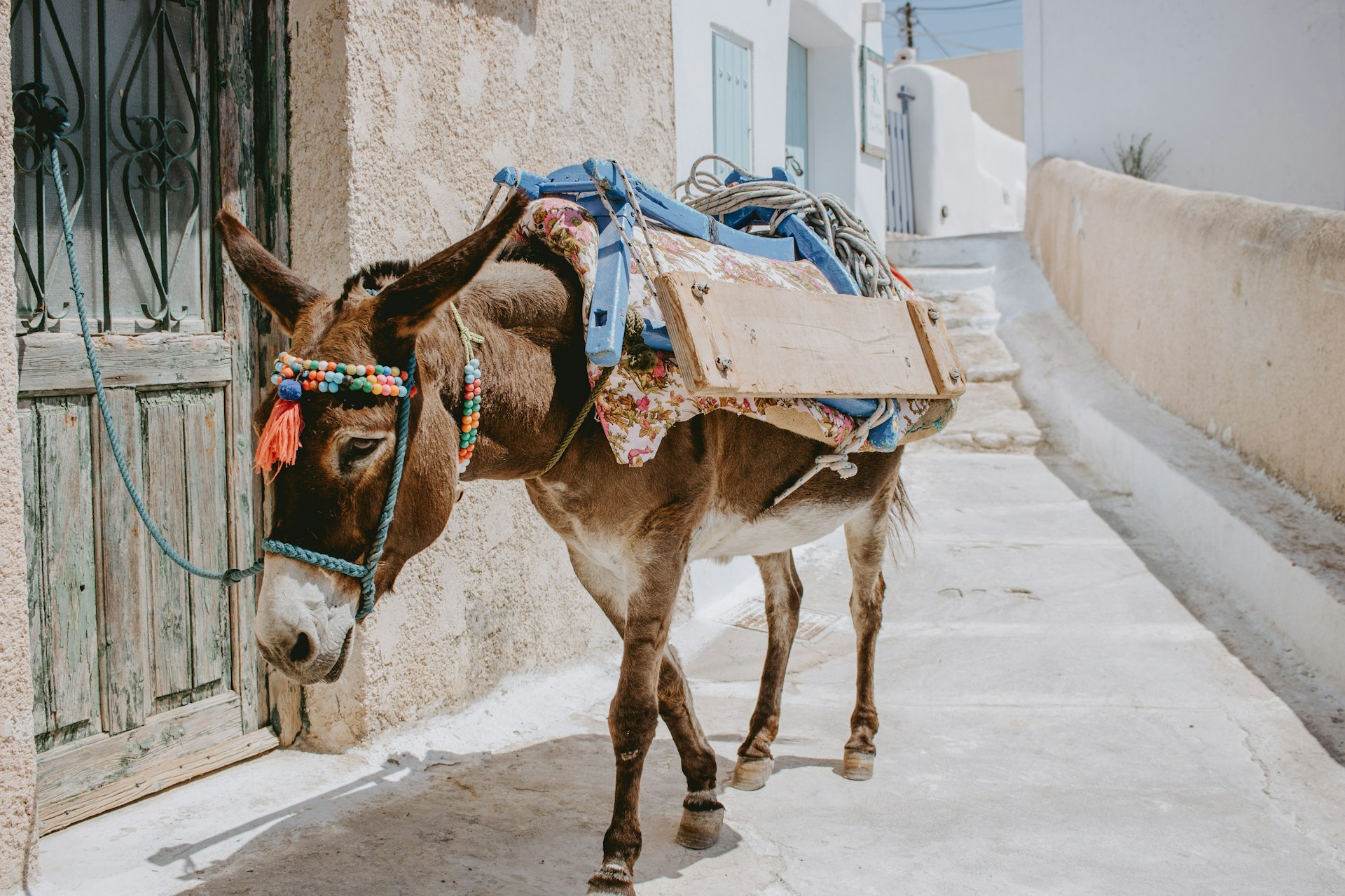 Which Mexican Dish Is Named After A Small Donkey?