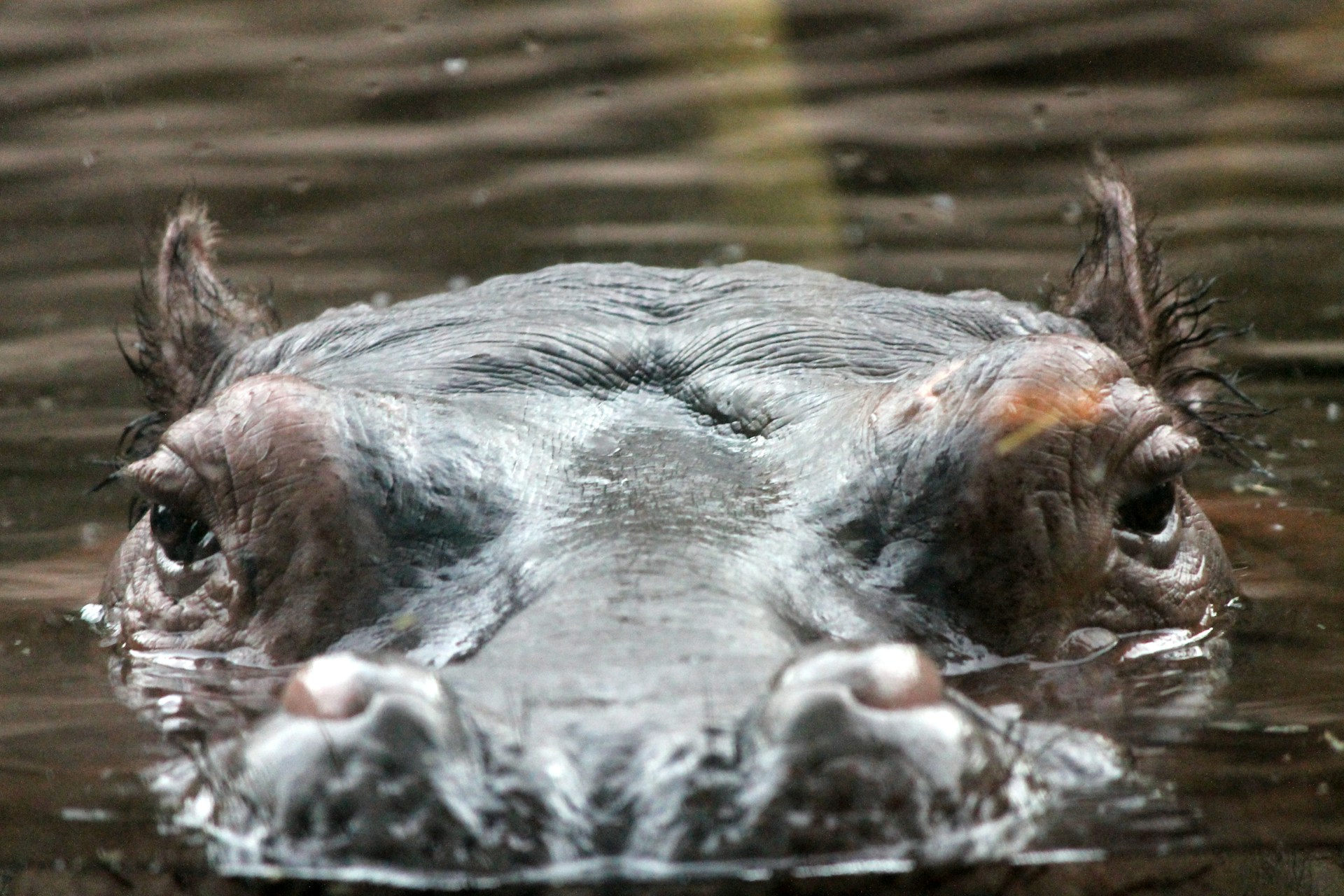 How Hippos Can Sleep Underwater